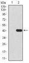 TARDBP antibody, NBP2-52492, Novus Biologicals, Western Blot image 