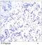 Myocyte Enhancer Factor 2A antibody, orb14772, Biorbyt, Immunohistochemistry paraffin image 