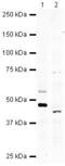 WNT Inhibitory Factor 1 antibody, PA5-19614, Invitrogen Antibodies, Western Blot image 