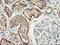 Decaprenyl Diphosphate Synthase Subunit 2 antibody, LS-C173539, Lifespan Biosciences, Immunohistochemistry frozen image 