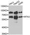 Aly/REF Export Factor antibody, orb373325, Biorbyt, Western Blot image 