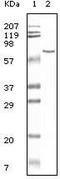 Albumin antibody, LS-C171352, Lifespan Biosciences, Western Blot image 