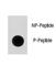 p21 antibody, F48422-0.4ML, NSJ Bioreagents, Dot Blot image 