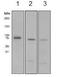 Maternal Embryonic Leucine Zipper Kinase antibody, ab108529, Abcam, Western Blot image 