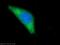 Transforming Growth Factor Beta Receptor Associated Protein 1 antibody, 20153-1-AP, Proteintech Group, Immunofluorescence image 