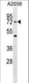 PHD Finger Protein 19 antibody, LS-C158588, Lifespan Biosciences, Western Blot image 