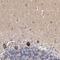 Dishevelled Binding Antagonist Of Beta Catenin 1 antibody, NBP1-85308, Novus Biologicals, Immunohistochemistry frozen image 