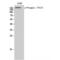 PEAK1 Related, Kinase-Activating Pseudokinase 1 antibody, LS-C380829, Lifespan Biosciences, Western Blot image 