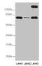 Tetratricopeptide Repeat Domain 12 antibody, CSB-PA862040LA01HU, Cusabio, Western Blot image 