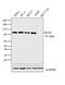 MutL Homolog 1 antibody, PA5-32497, Invitrogen Antibodies, Western Blot image 