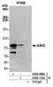 ASH2 Like, Histone Lysine Methyltransferase Complex Subunit antibody, A300-112A, Bethyl Labs, Immunoprecipitation image 