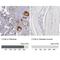 Complement C1q A Chain antibody, NBP1-87492, Novus Biologicals, Immunohistochemistry paraffin image 