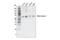 Malic Enzyme 3 antibody, 18457S, Cell Signaling Technology, Western Blot image 