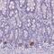 Transmembrane Protein 91 antibody, NBP2-13458, Novus Biologicals, Immunohistochemistry paraffin image 