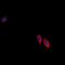 Ephrin B3 antibody, orb213877, Biorbyt, Immunofluorescence image 