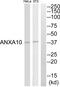 Annexin A10 antibody, abx014195, Abbexa, Western Blot image 