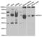 N-Myc Downstream Regulated 1 antibody, abx001754, Abbexa, Western Blot image 