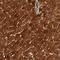 ISG15 Ubiquitin Like Modifier antibody, NBP1-89809, Novus Biologicals, Immunohistochemistry frozen image 