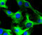 Desmin antibody, 13-827, ProSci, Immunofluorescence image 