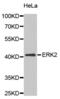 Mitogen-Activated Protein Kinase 1 antibody, abx002622, Abbexa, Western Blot image 