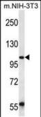 Ubiquitin Associated Protein 2 antibody, PA5-48447, Invitrogen Antibodies, Western Blot image 