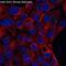 Beta-Actin antibody, M01263-4, Boster Biological Technology, Immunofluorescence image 