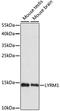 LYR motif-containing protein 1 antibody, A15483, ABclonal Technology, Western Blot image 
