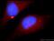 Zinc Finger Protein 277 antibody, 25094-1-AP, Proteintech Group, Immunofluorescence image 