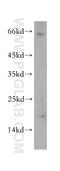 Thioredoxin Like 4B antibody, 12927-1-AP, Proteintech Group, Western Blot image 