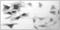 Nuclear Receptor Subfamily 3 Group C Member 1 antibody, 49-1026, Invitrogen Antibodies, Immunocytochemistry image 