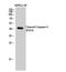 Caspase 9 antibody, MBS9413174, MyBioSource, Western Blot image 