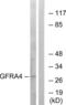 GDNF Family Receptor Alpha 4 antibody, LS-C120001, Lifespan Biosciences, Western Blot image 