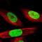 Methyl-CpG Binding Protein 2 antibody, NBP1-81027, Novus Biologicals, Immunofluorescence image 