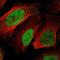 BOC Cell Adhesion Associated, Oncogene Regulated antibody, NBP2-57618, Novus Biologicals, Immunofluorescence image 