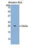 Sialic Acid Binding Ig Like Lectin 9 antibody, LS-C296415, Lifespan Biosciences, Western Blot image 