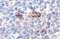 Selectin P antibody, GTX133729, GeneTex, Immunohistochemistry paraffin image 