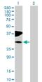 Pleckstrin Homology Domain Containing S1 antibody, H00079949-B01P, Novus Biologicals, Western Blot image 