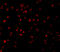 Caspase 5 antibody, 3457, ProSci Inc, Immunofluorescence image 