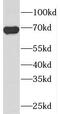 Phosphatidylinositol Glycan Anchor Biosynthesis Class S antibody, FNab06445, FineTest, Western Blot image 