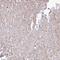 GTPase Activating Rap/RanGAP Domain Like 3 antibody, HPA028757, Atlas Antibodies, Immunohistochemistry frozen image 