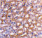 Interferon Regulatory Factor 3 antibody, 3397, ProSci, Immunohistochemistry frozen image 