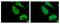 Insulin Like Growth Factor 2 MRNA Binding Protein 2 antibody, PA5-29869, Invitrogen Antibodies, Immunofluorescence image 