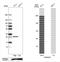 Oprs1 antibody, NBP1-82479, Novus Biologicals, Western Blot image 