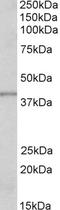 Paired Box 8 antibody, EB05513, Everest Biotech, Western Blot image 