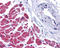 Caspase-12 antibody, A04700, Boster Biological Technology, Immunohistochemistry paraffin image 