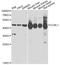 Kynurenine Aminotransferase 1 antibody, A6542, ABclonal Technology, Western Blot image 