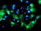 Protein Dok-7 antibody, LS-C787205, Lifespan Biosciences, Immunofluorescence image 