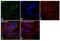 Cytochrome C Oxidase Subunit 4I1 antibody, PA1-46154, Invitrogen Antibodies, Immunofluorescence image 