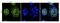 Peptidase Inhibitor 3 antibody, orb167347, Biorbyt, Immunofluorescence image 