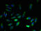Exostosin Like Glycosyltransferase 3 antibody, LS-C211560, Lifespan Biosciences, Immunofluorescence image 